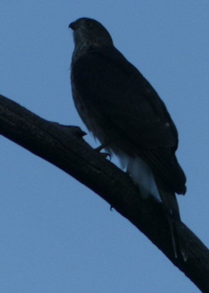 Sharp-shinned Hawk - ML261084831