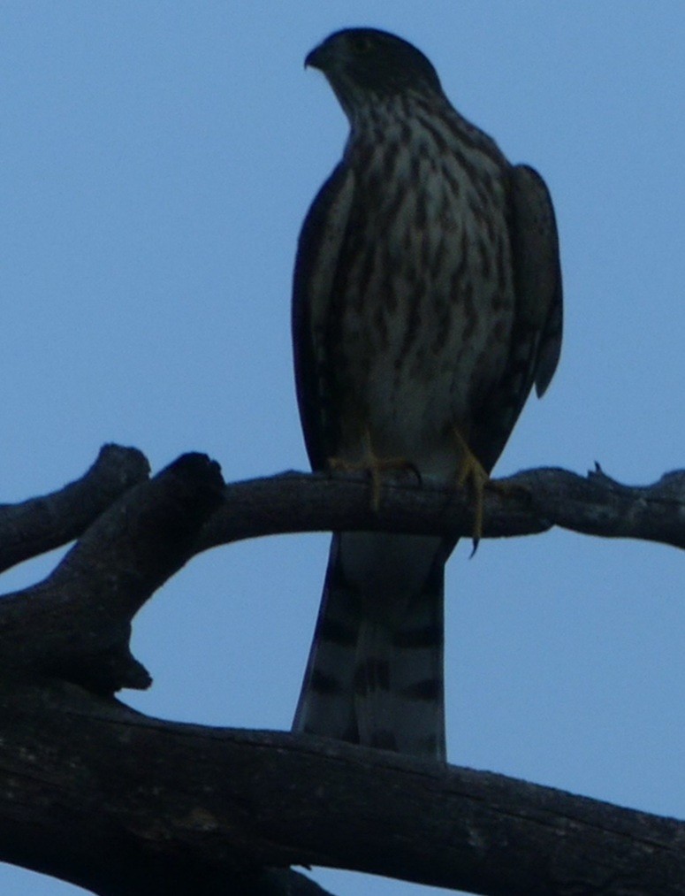 Sharp-shinned Hawk - ML261084841