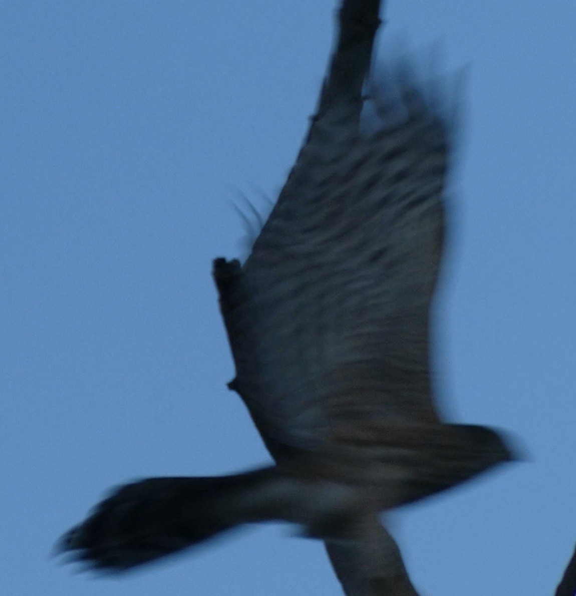 Sharp-shinned Hawk - ML261084851