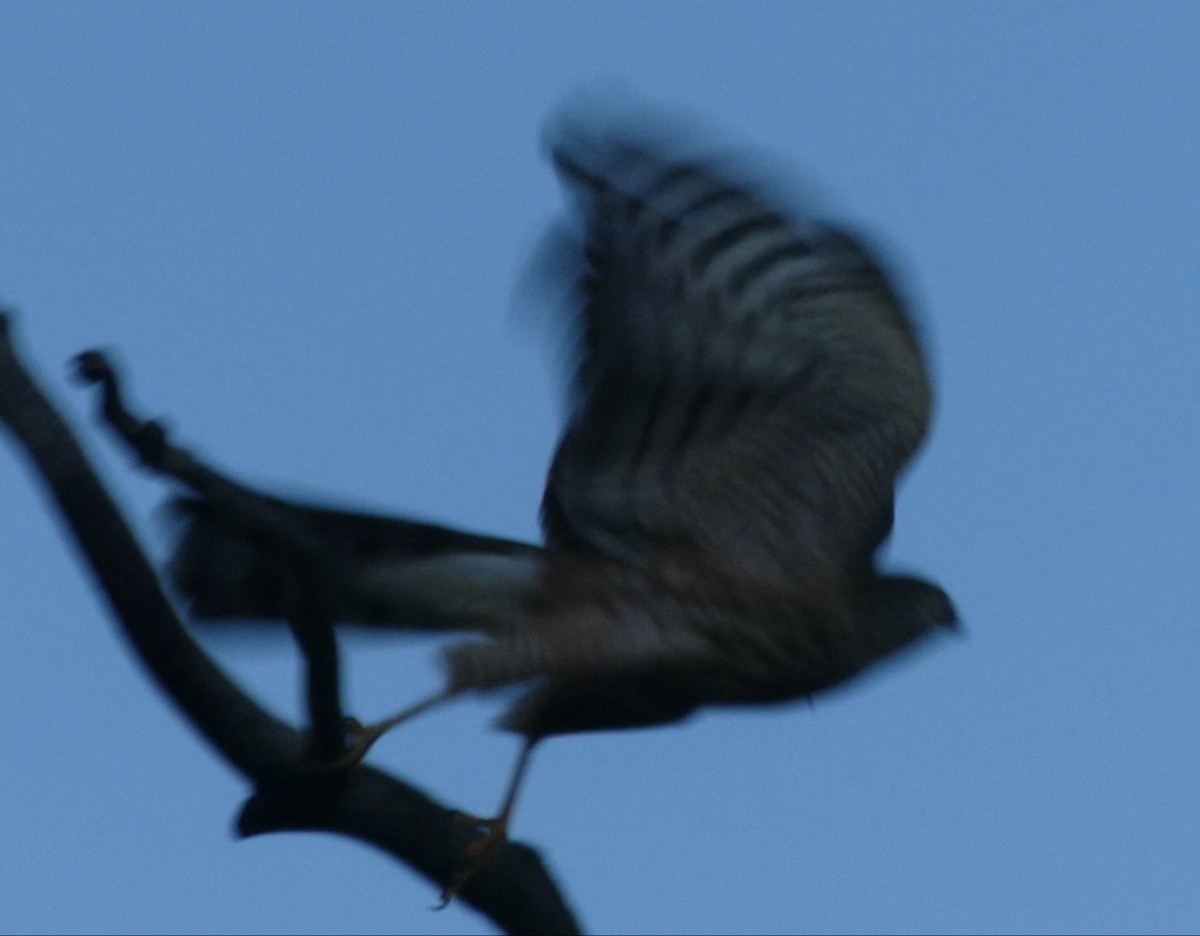 Sharp-shinned Hawk - ML261084861