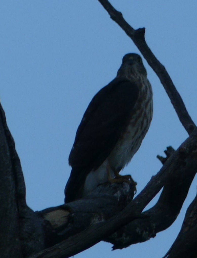 Sharp-shinned Hawk - ML261084881