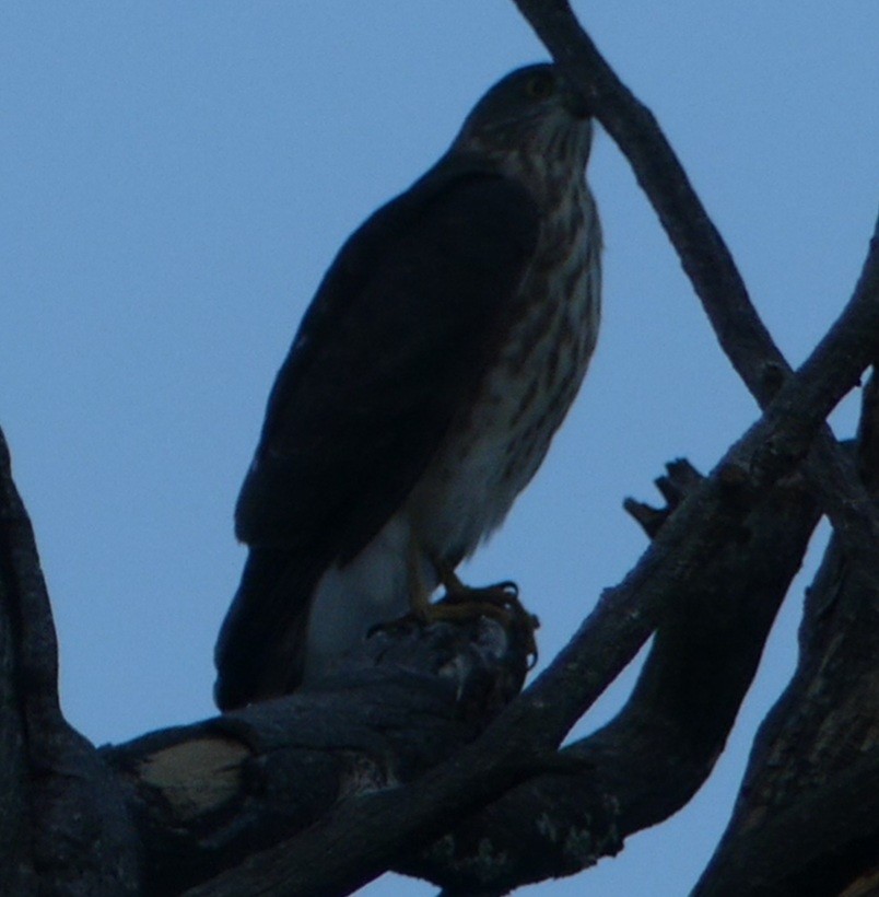 Sharp-shinned Hawk - ML261084891