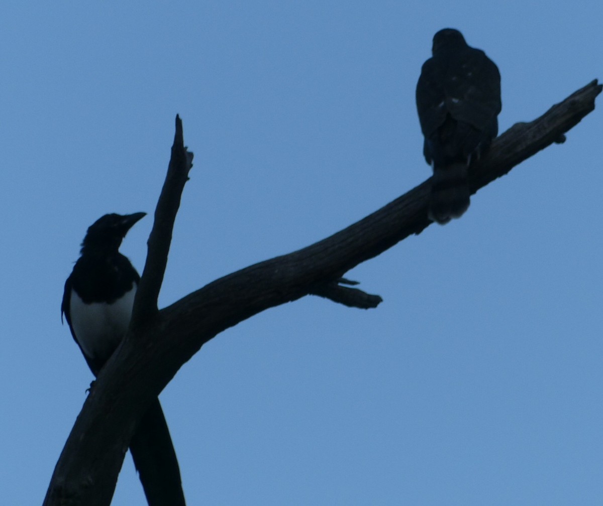 Sharp-shinned Hawk - ML261084901