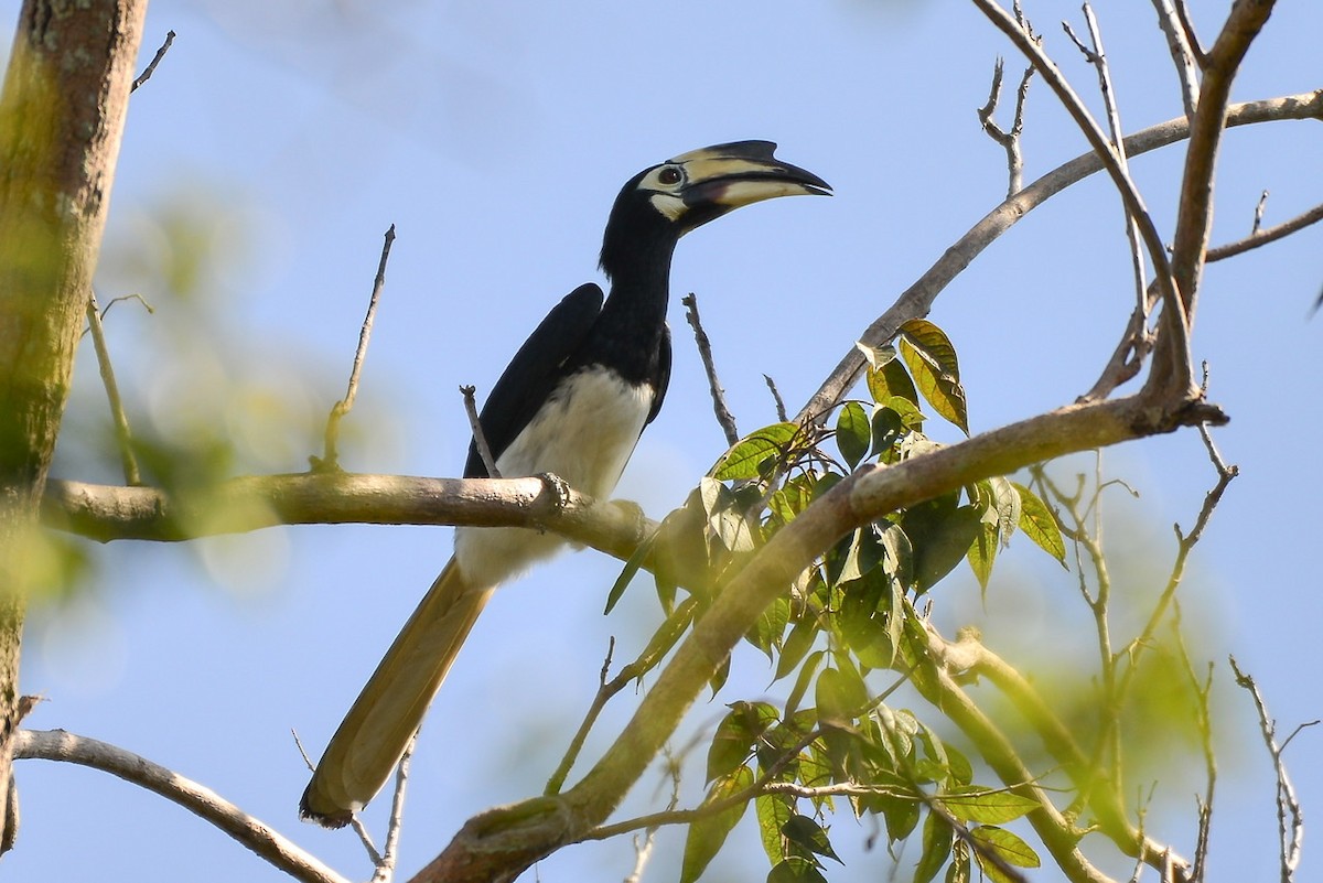 Oriental Pied-Hornbill - ML261085181