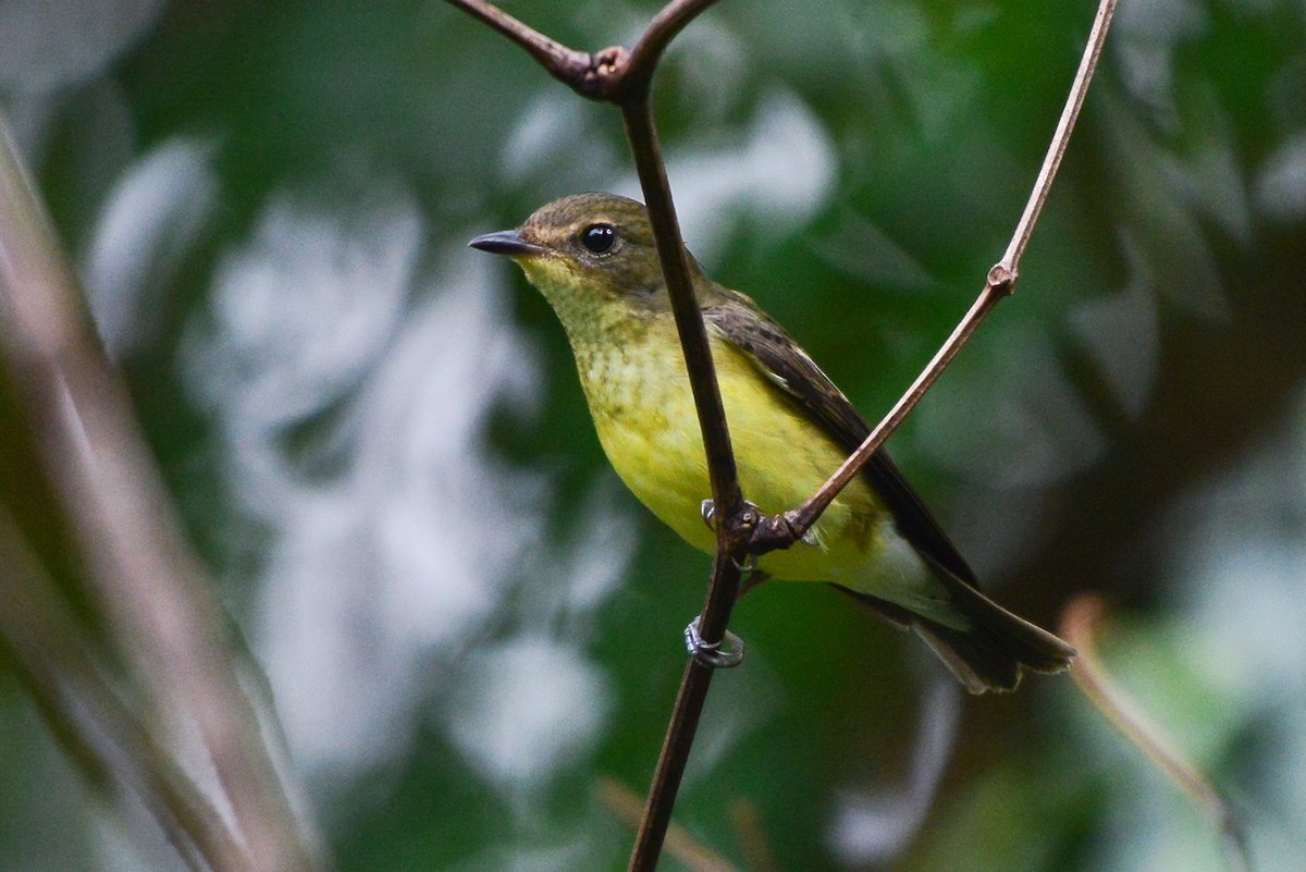 Yellow-rumped Flycatcher - ML261085401