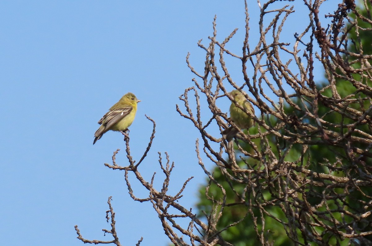 Lesser Goldfinch - ML261085641