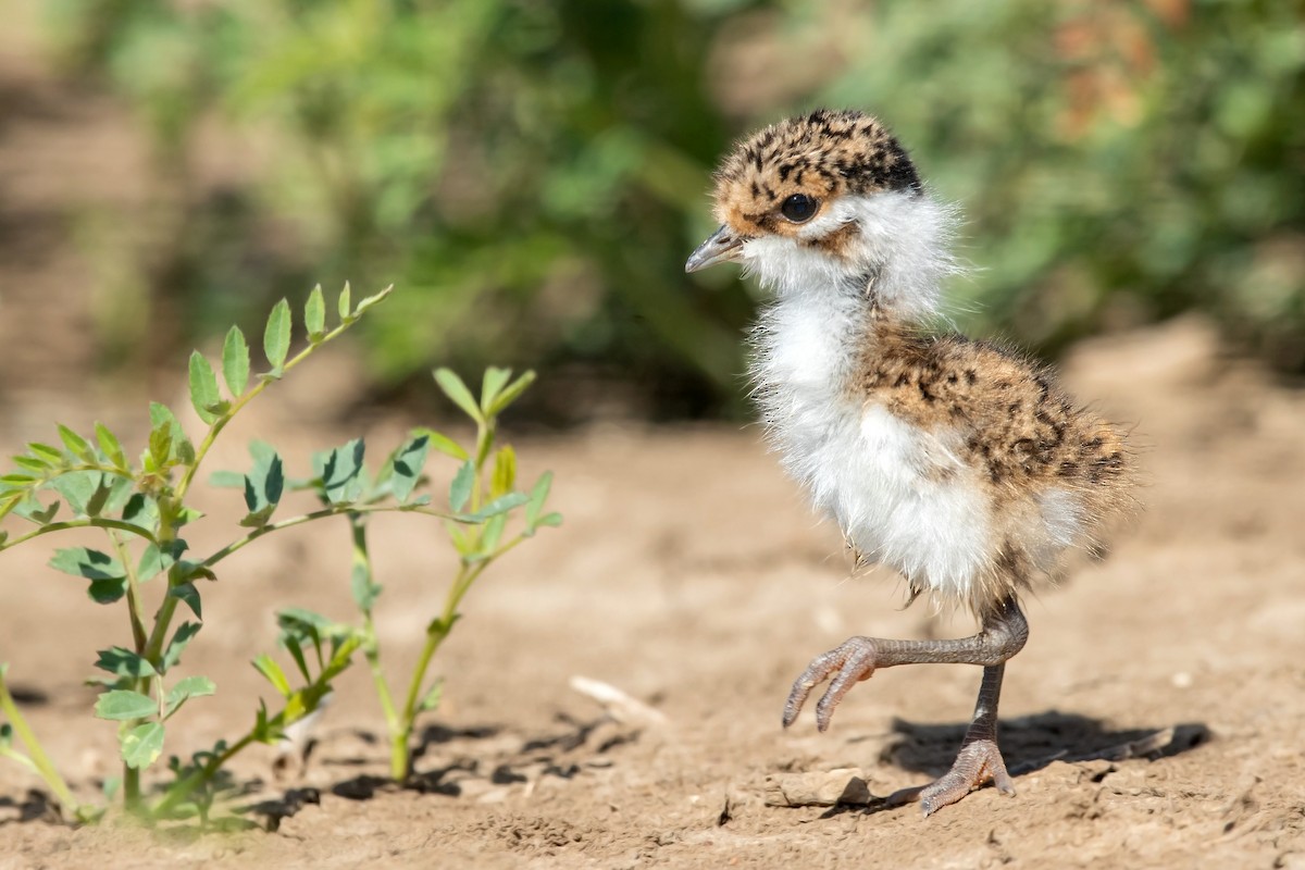 Banded Lapwing - ML261086191