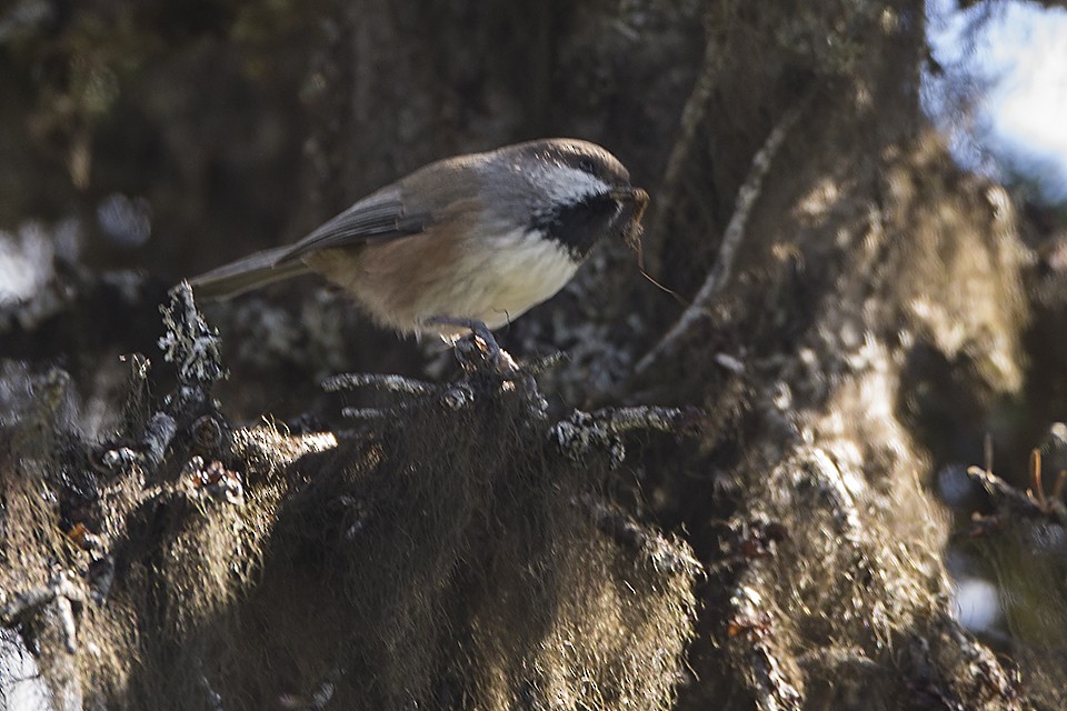 Mésange à tête brune - ML261086701