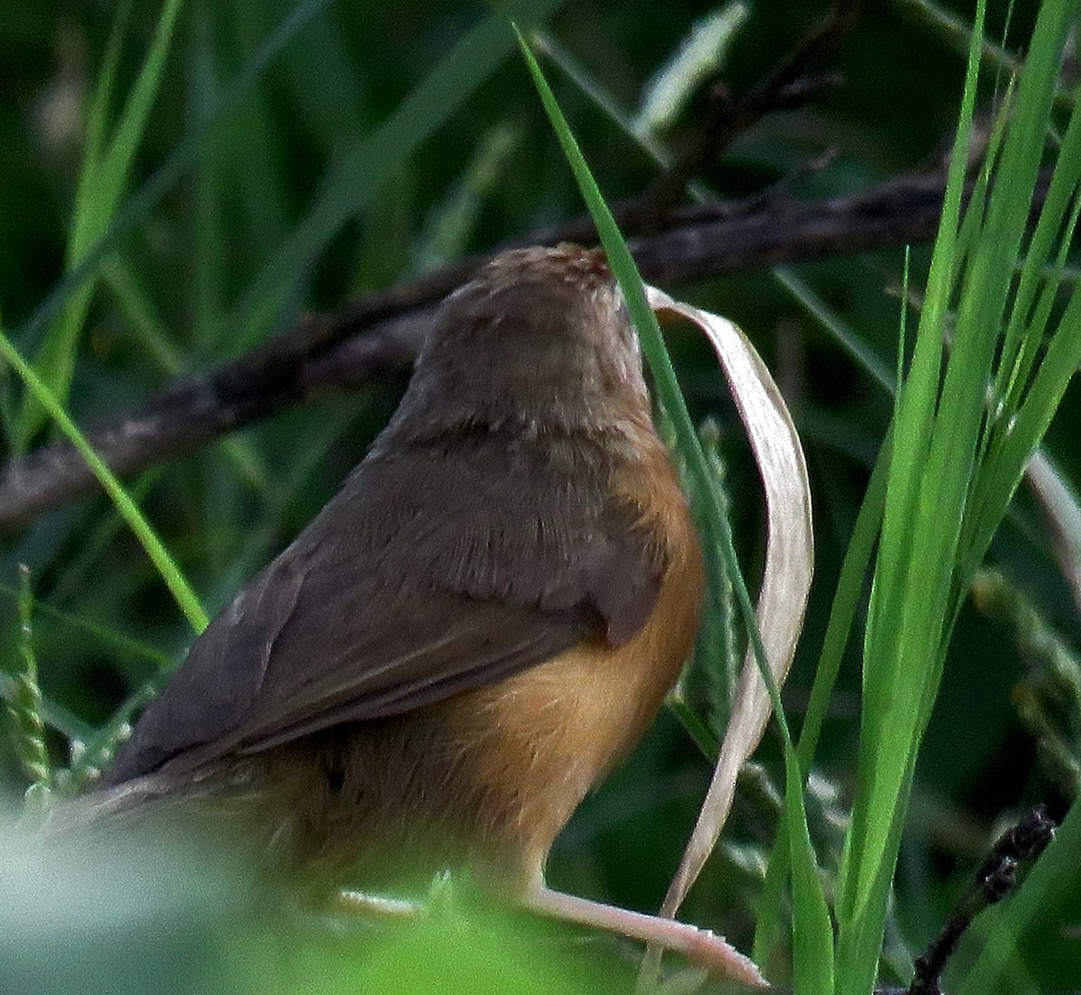 Tawny-bellied Babbler - ML261087081