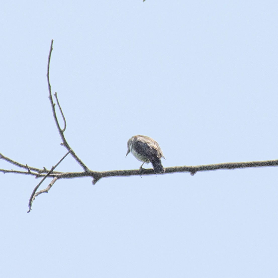 bird sp. - ML261087241