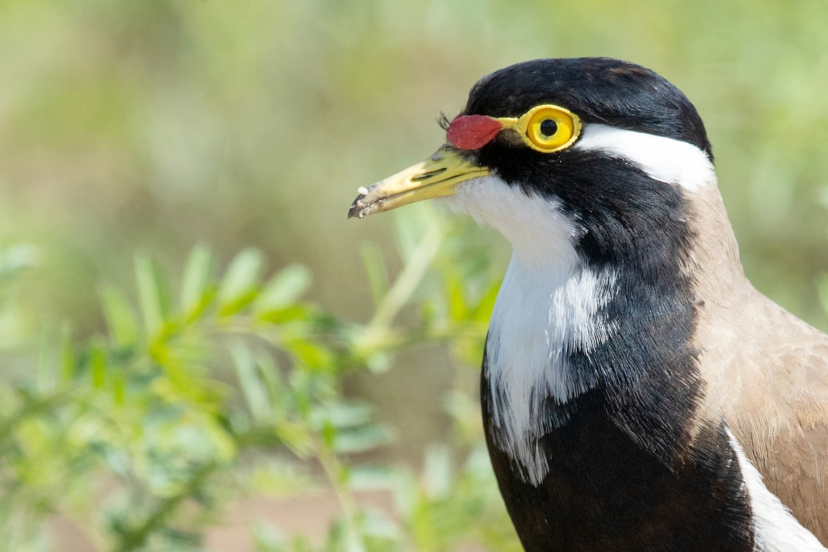 Banded Lapwing - ML261087941