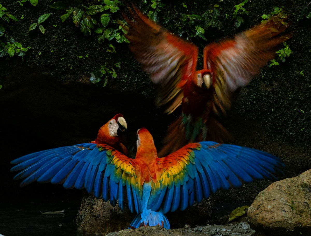 Scarlet Macaw - Alex Luna