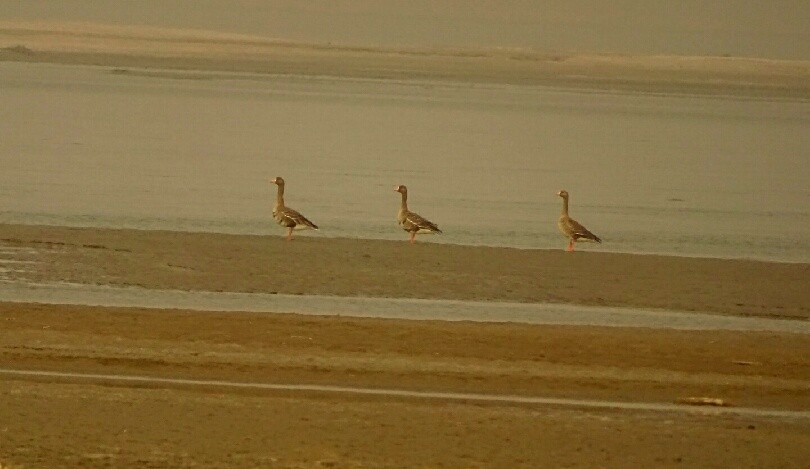 Greater White-fronted Goose - ML261088781