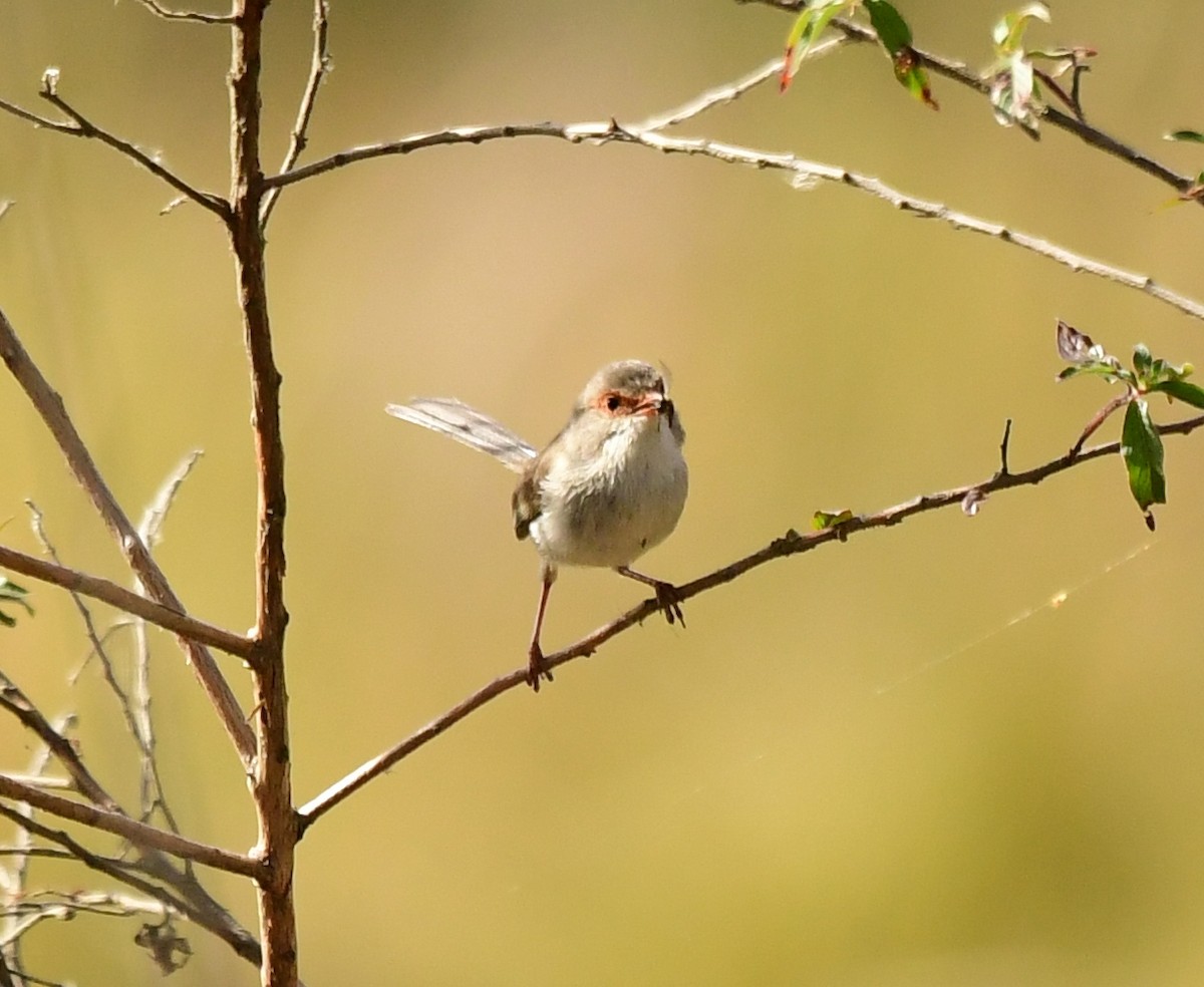 Superb Fairywren - ML261089121