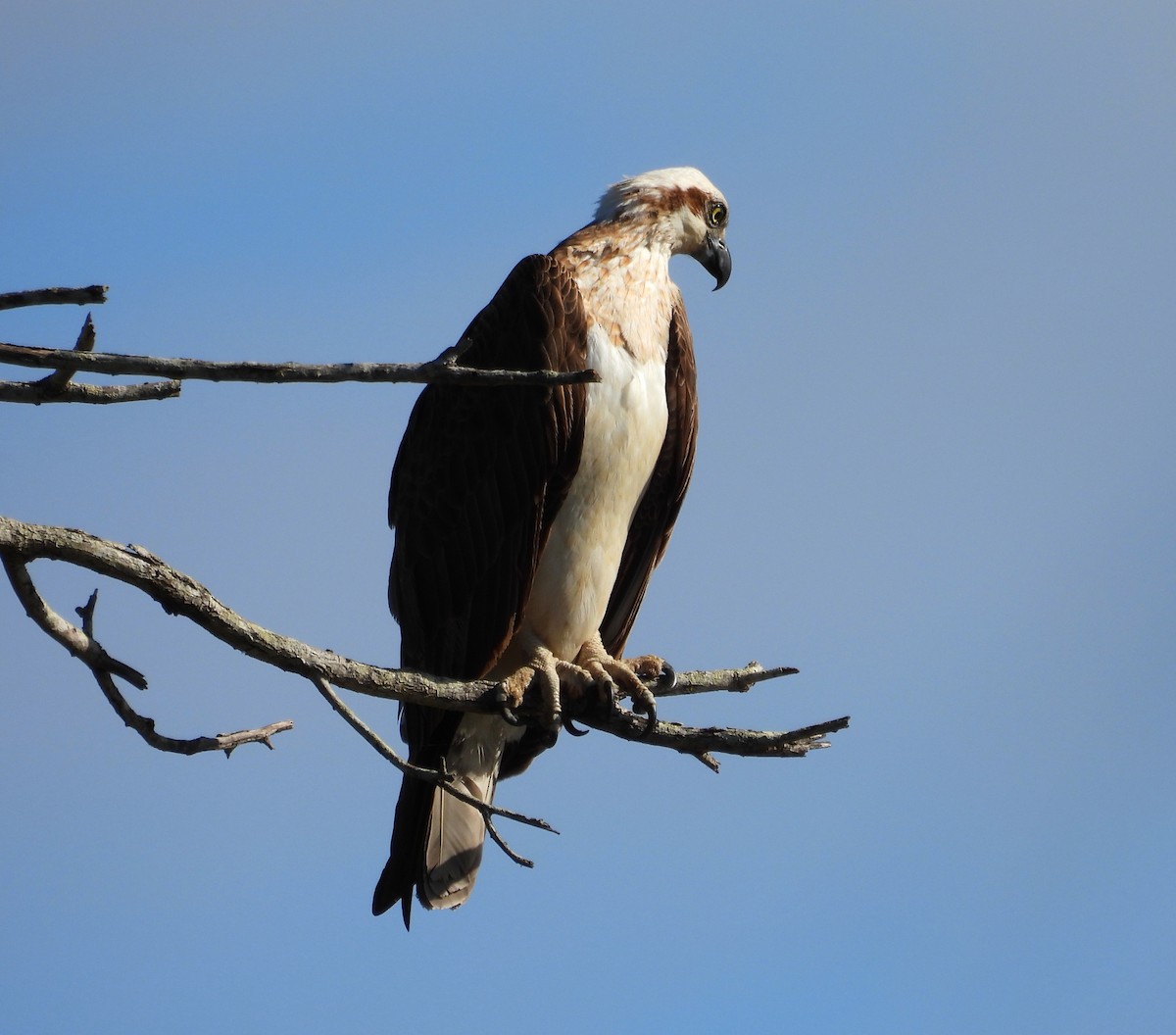Osprey - ML261089131