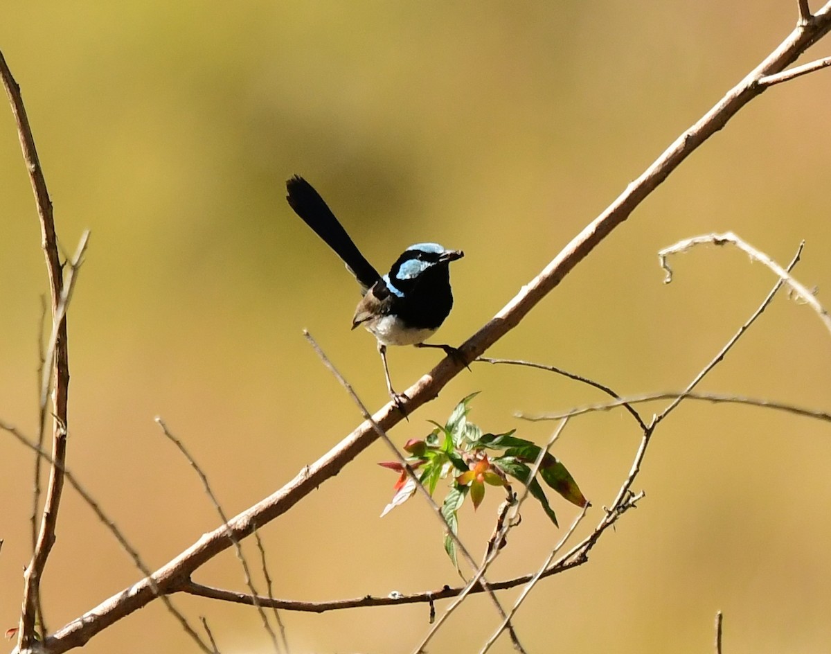 Superb Fairywren - ML261089141