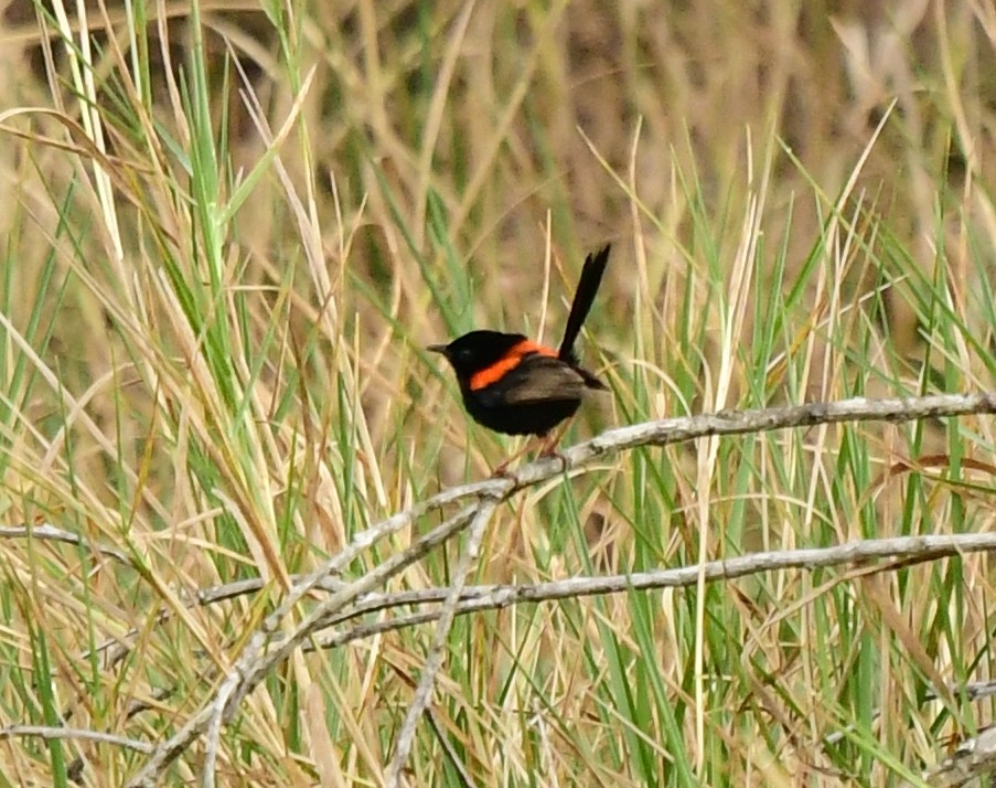 Red-backed Fairywren - ML261089151