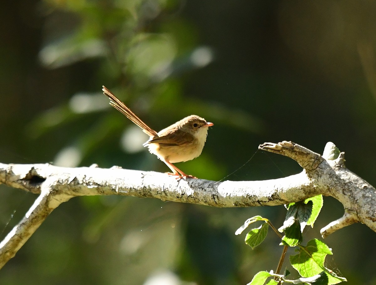 Red-backed Fairywren - ML261089161