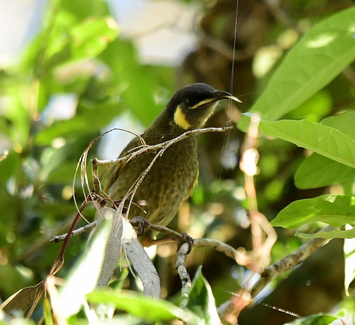 Lewin's Honeyeater - ML261089171