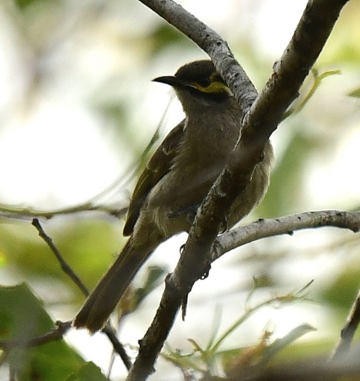 Yellow-faced Honeyeater - ML261089181