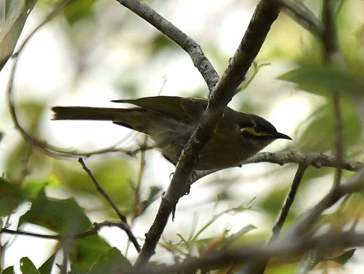 Yellow-faced Honeyeater - ML261089191
