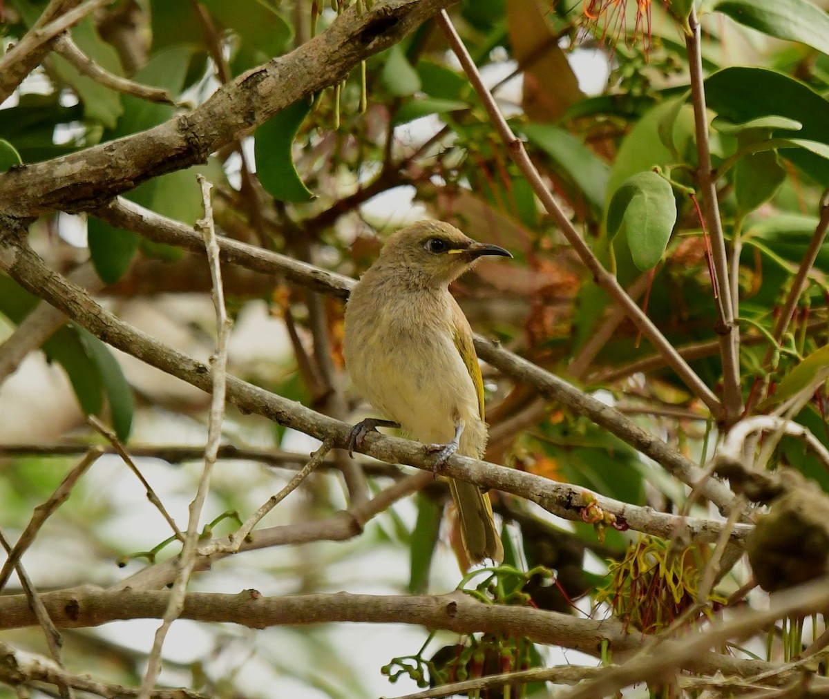 Brown Honeyeater - ML261089301