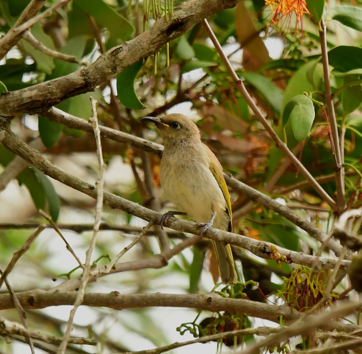 Brown Honeyeater - ML261089311