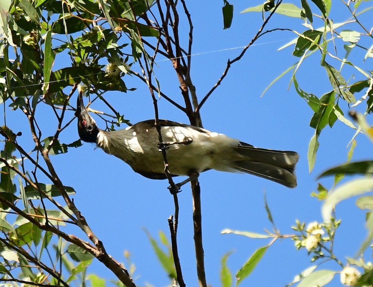 Noisy Friarbird - ML261089321