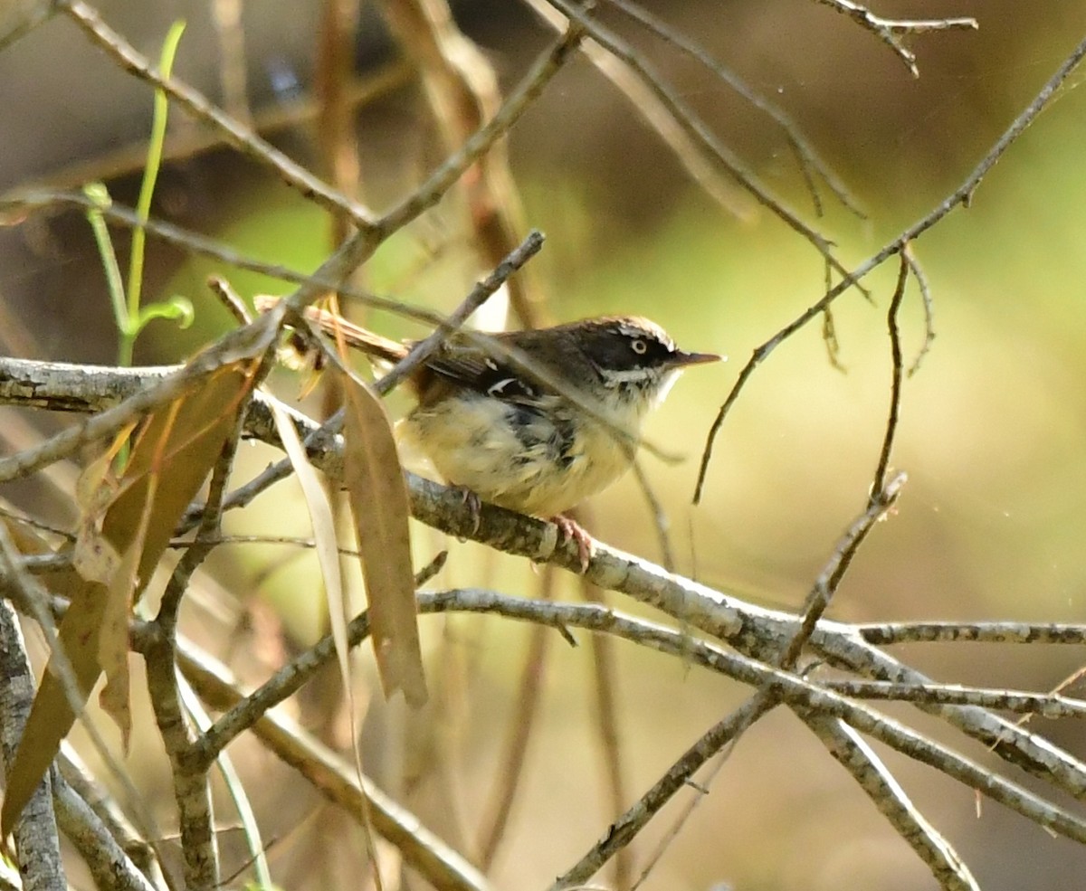 White-browed Scrubwren - ML261089331