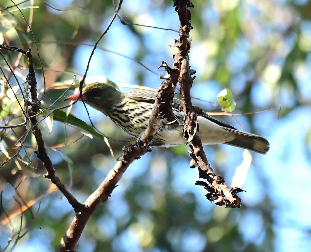 Olive-backed Oriole - ML261089341