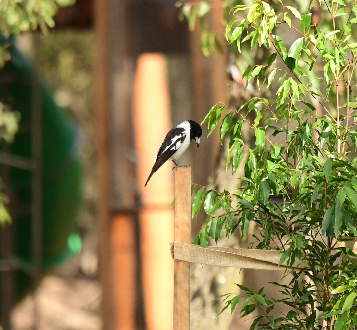 Pied Butcherbird - ML261089451