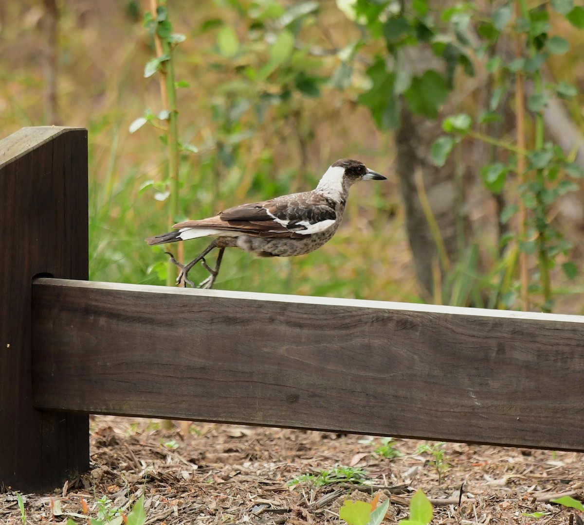 Australian Magpie - ML261089461