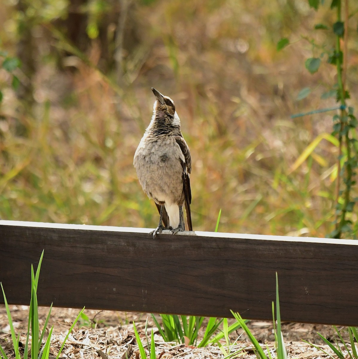 Australian Magpie - ML261089471