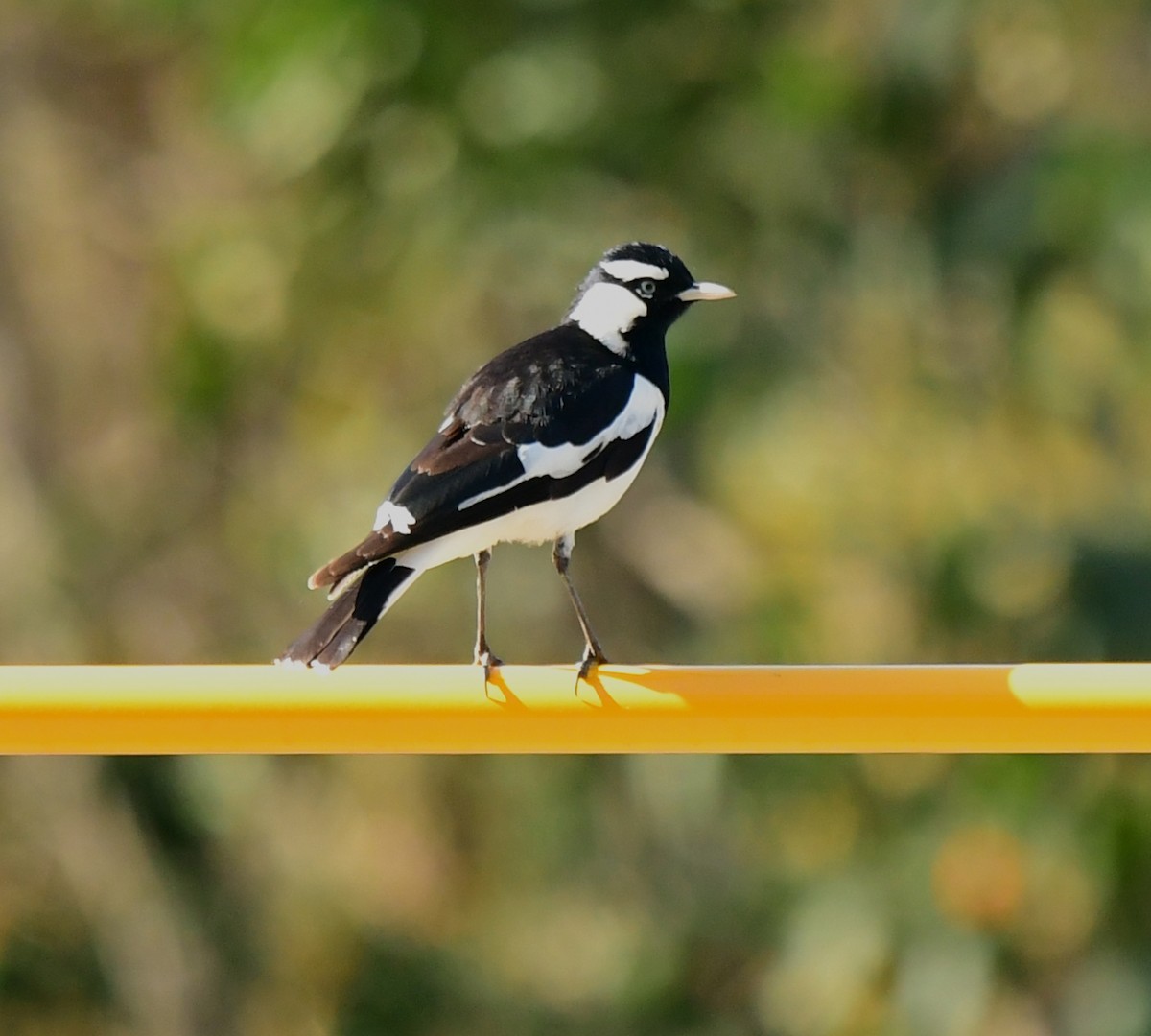 Magpie-lark - ML261089491