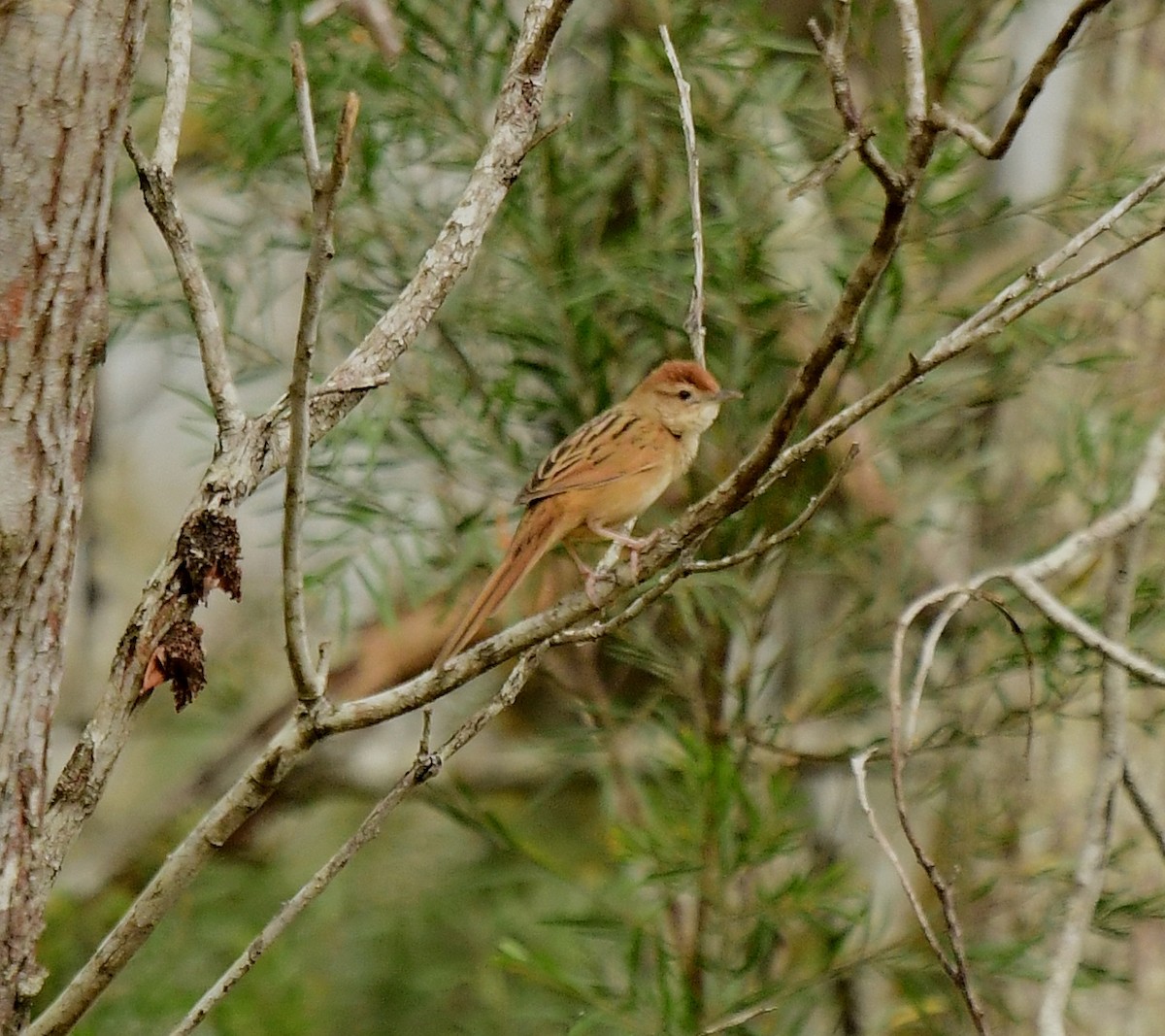 Tawny Grassbird - ML261089501