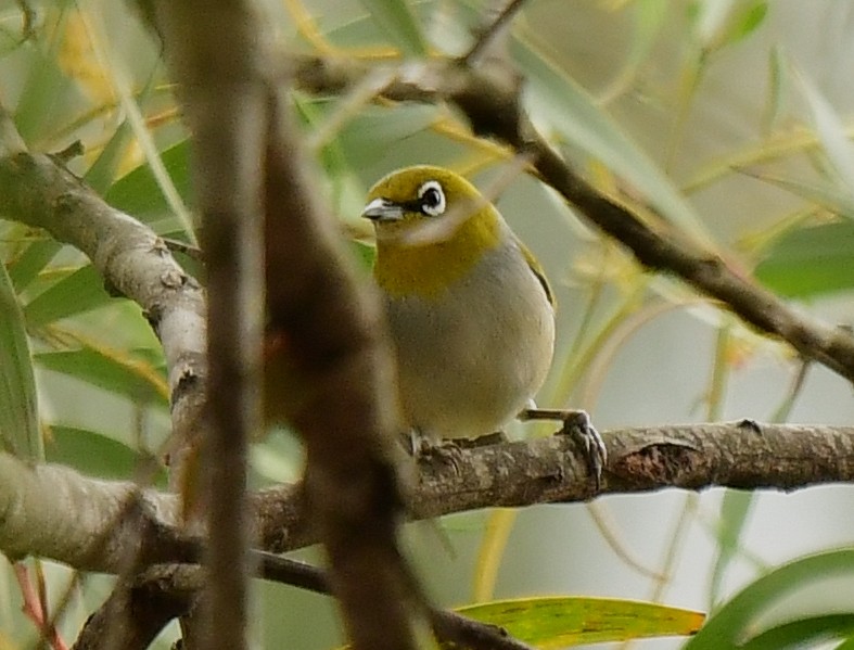 Silvereye - ML261089541