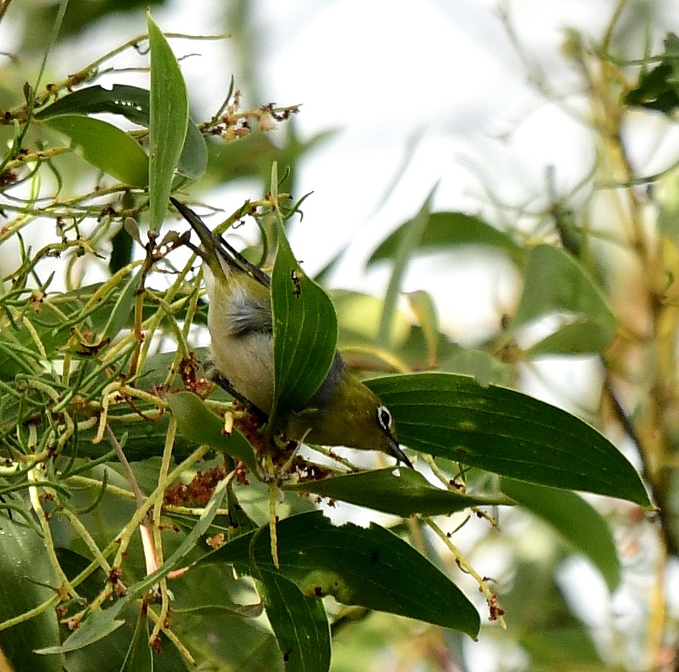 Silvereye - ML261089551