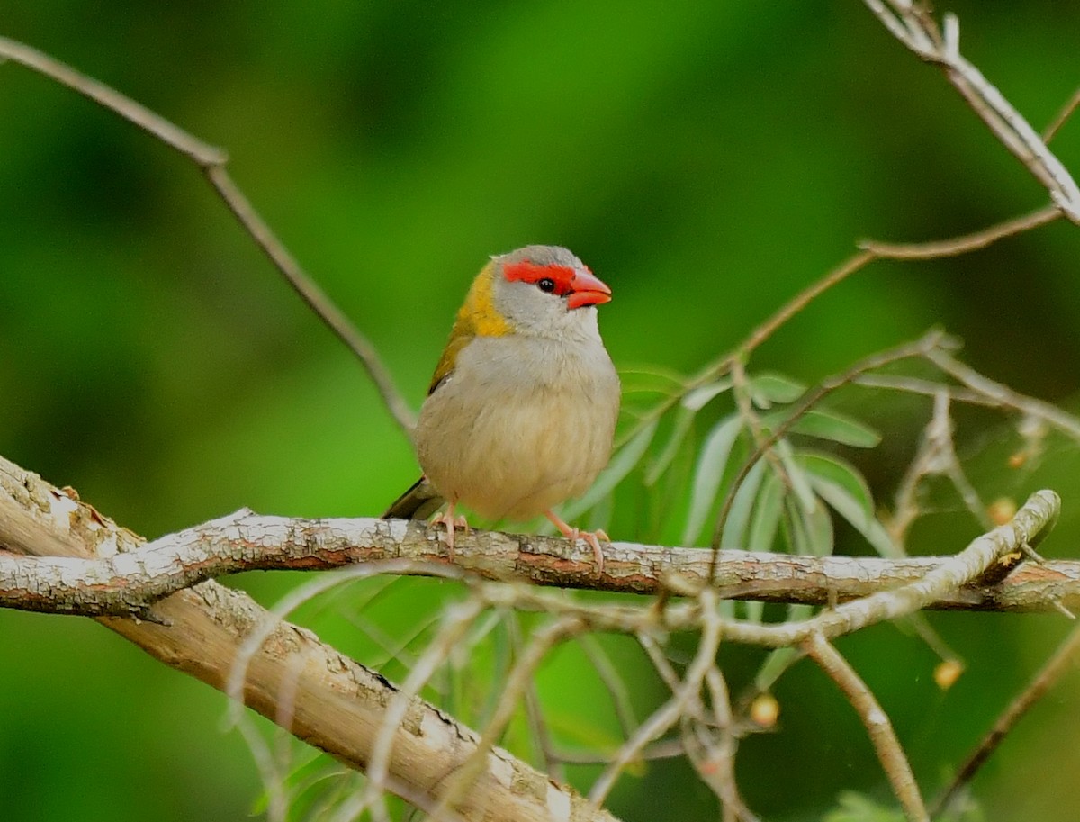 Red-browed Firetail - ML261089561