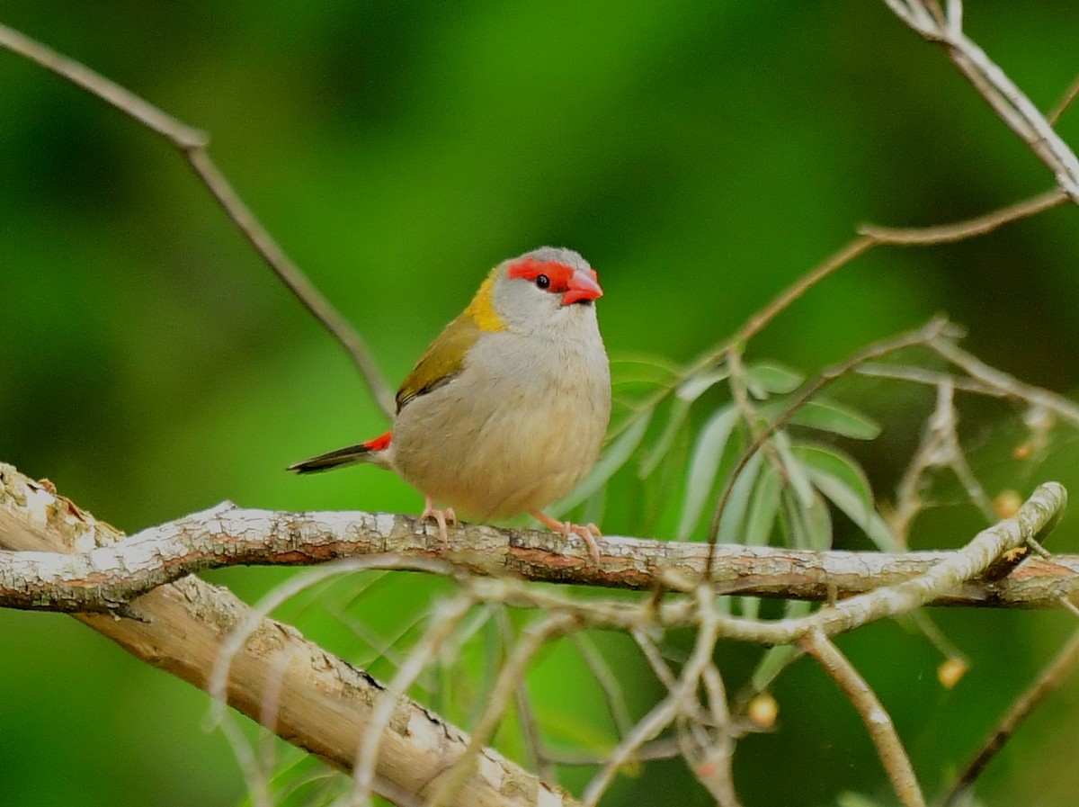 Red-browed Firetail - ML261089571