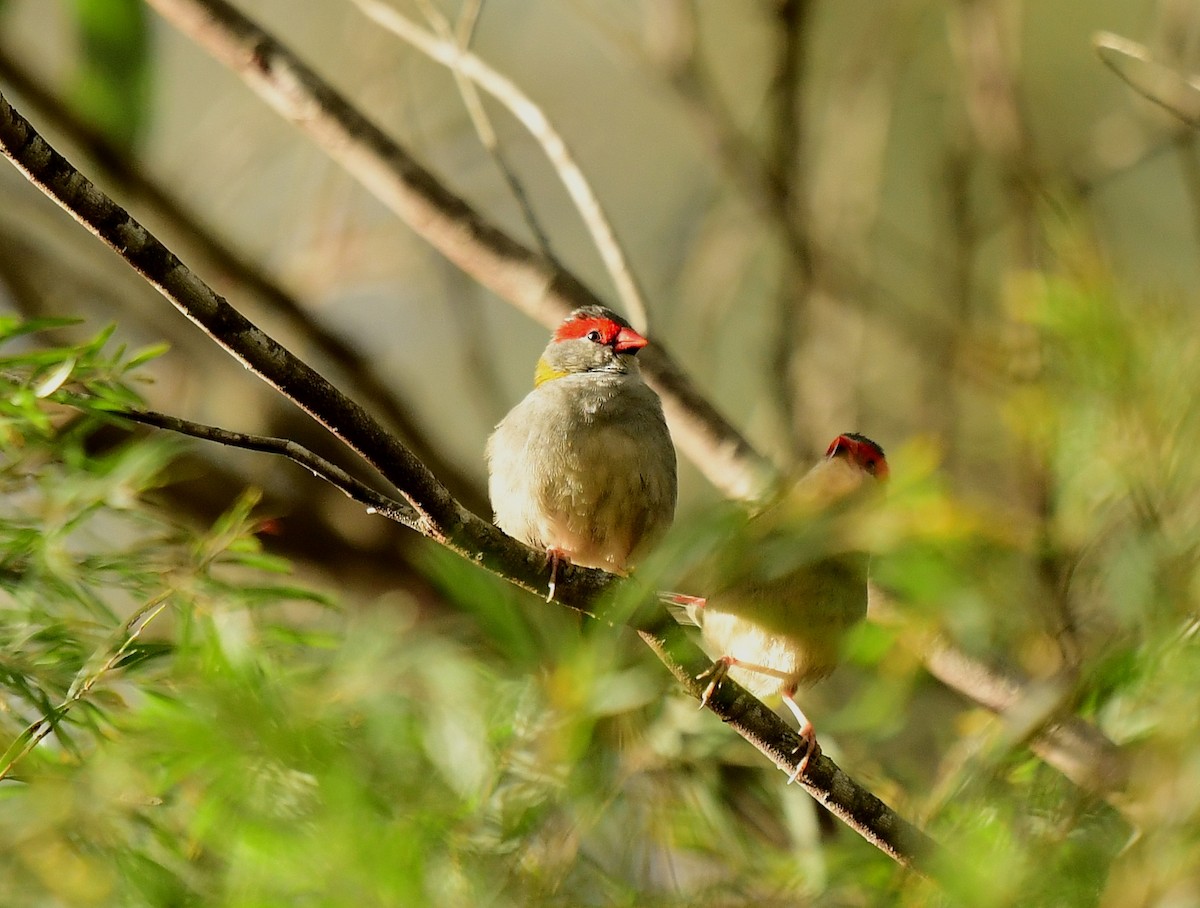 Red-browed Firetail - ML261089581