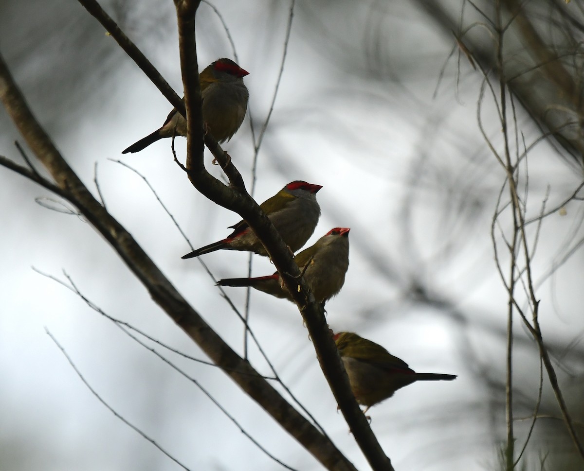 Red-browed Firetail - ML261089601