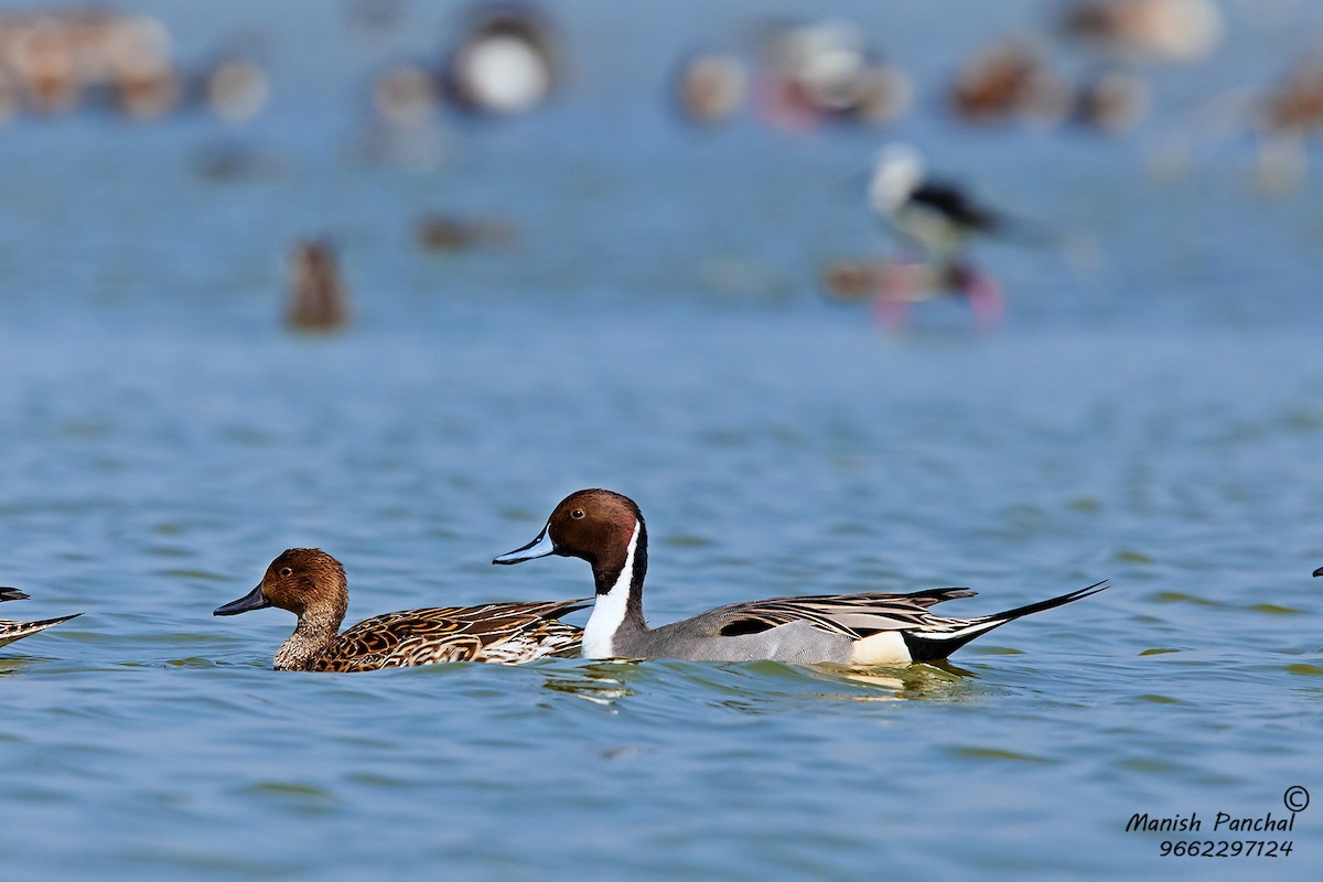 Northern Pintail - ML261091581