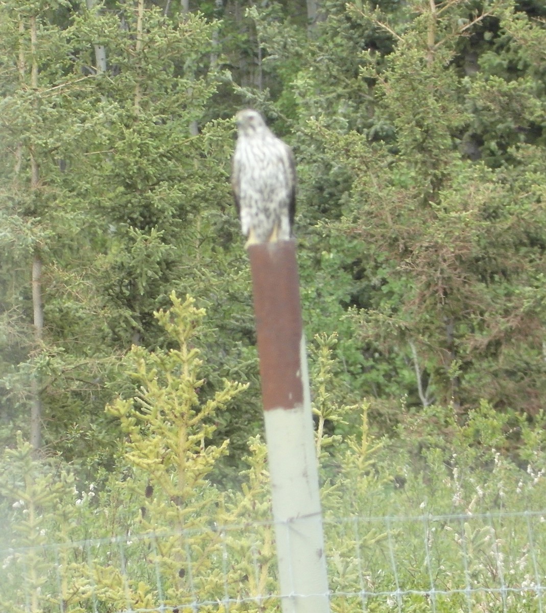 American Goshawk - ML261091811