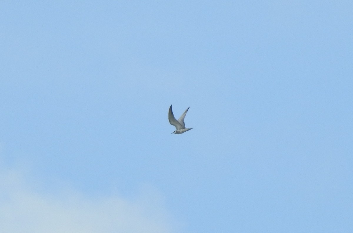 Whiskered Tern - ML261091831