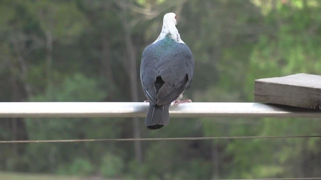 Pigeon leucomèle - ML261093311