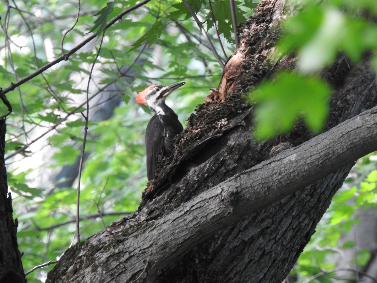 Pileated Woodpecker - ML261093931