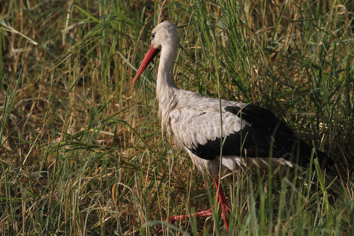 White Stork - Rainer Seifert