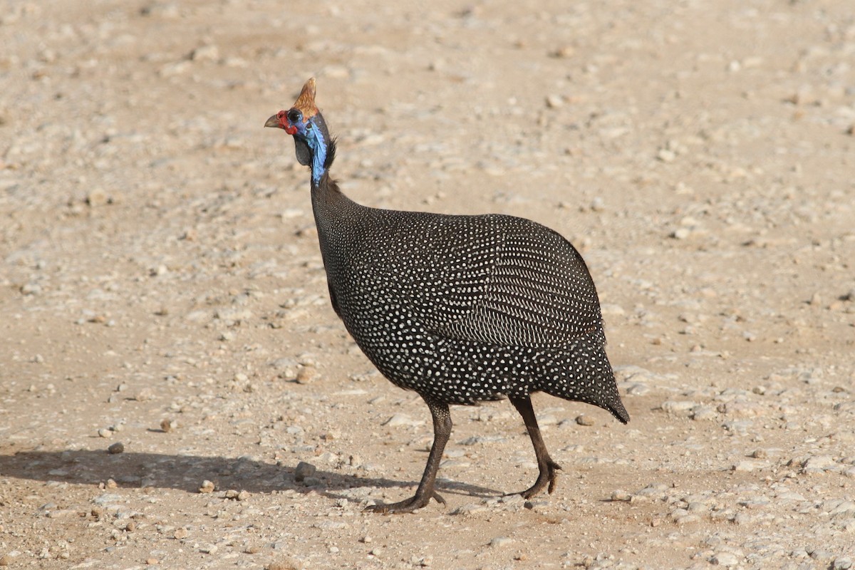 Helmeted Guineafowl (Reichenow's) - ML261094431