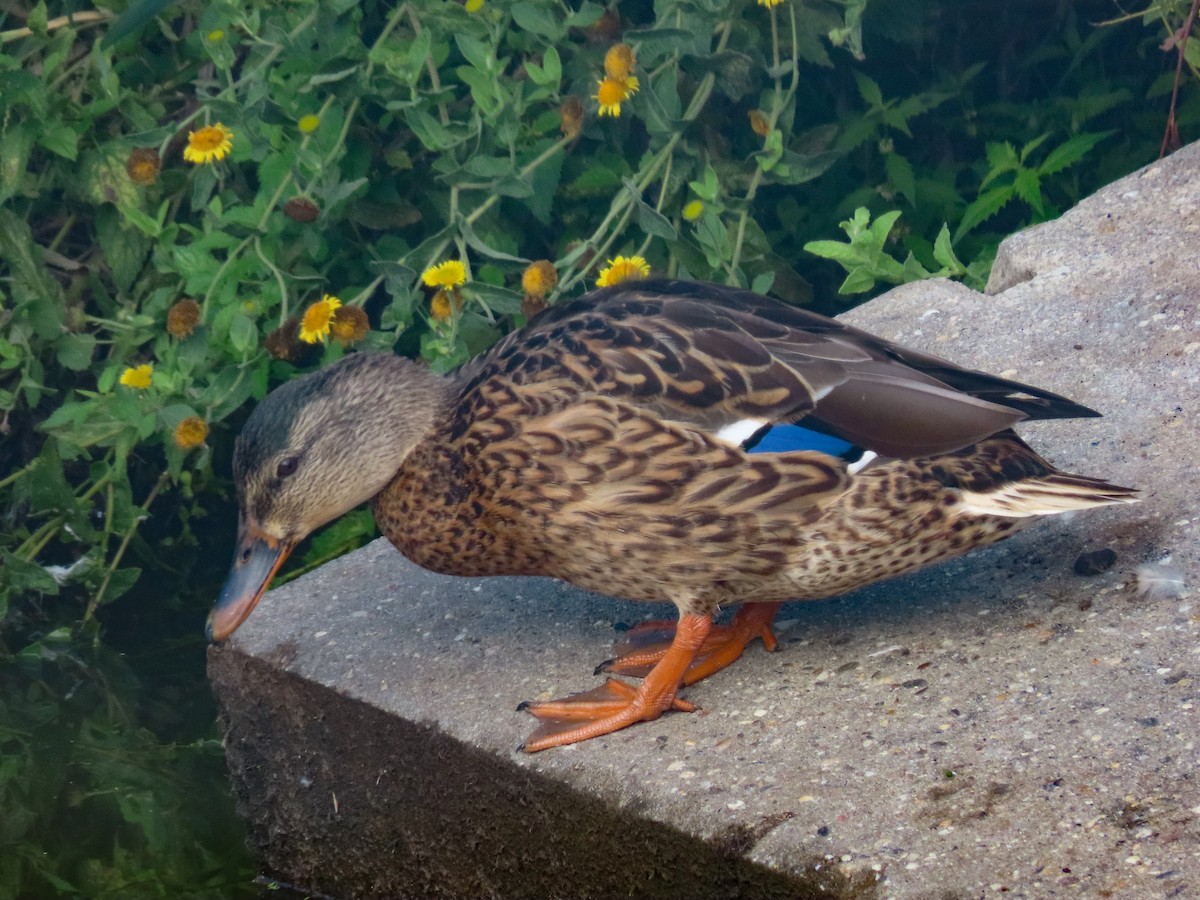 Mallard - Antonio Xeira