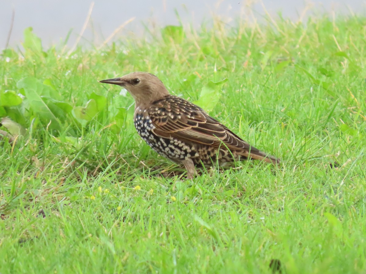 European Starling - ML261095041